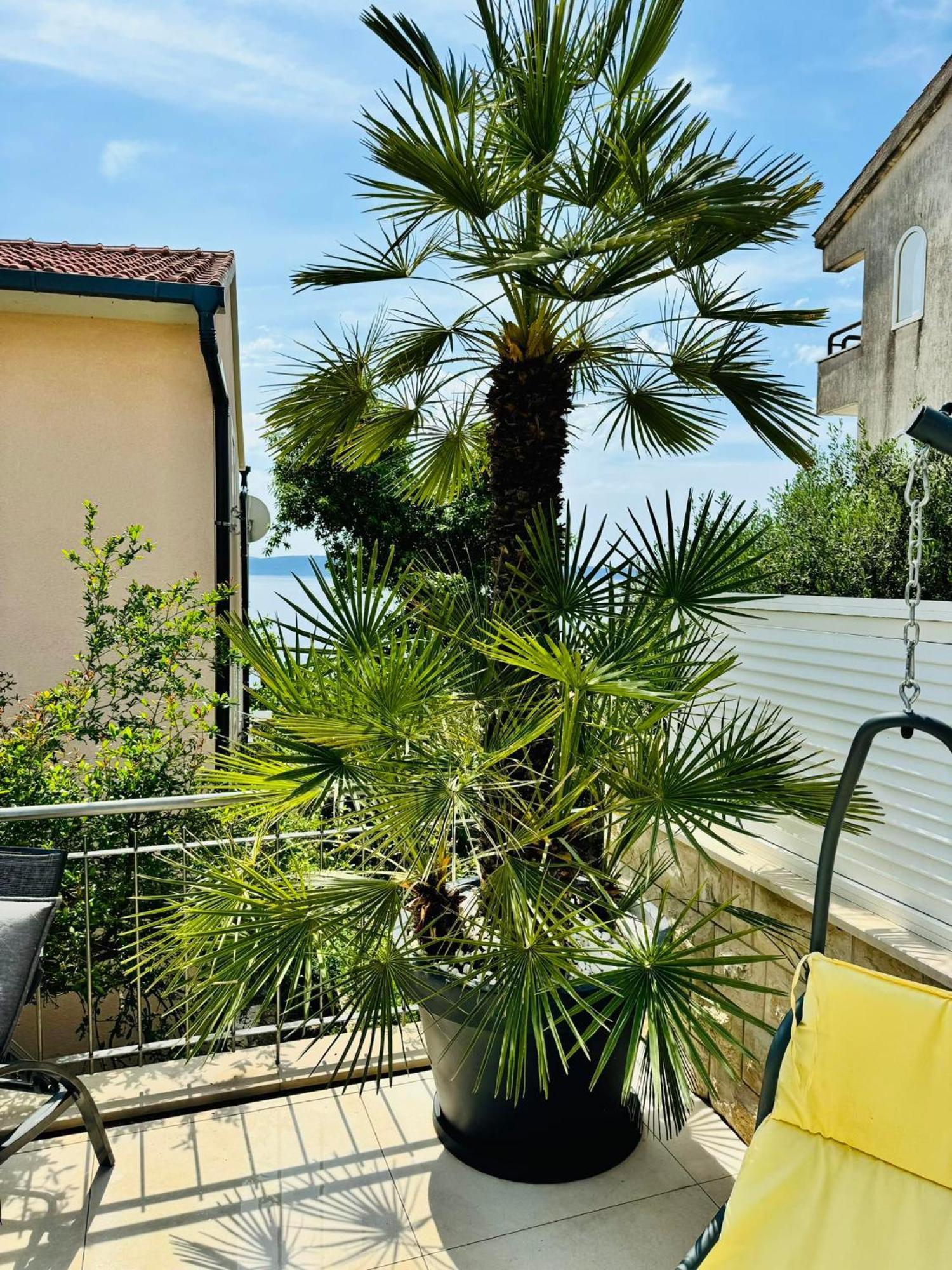 Sirenis Apartmán *